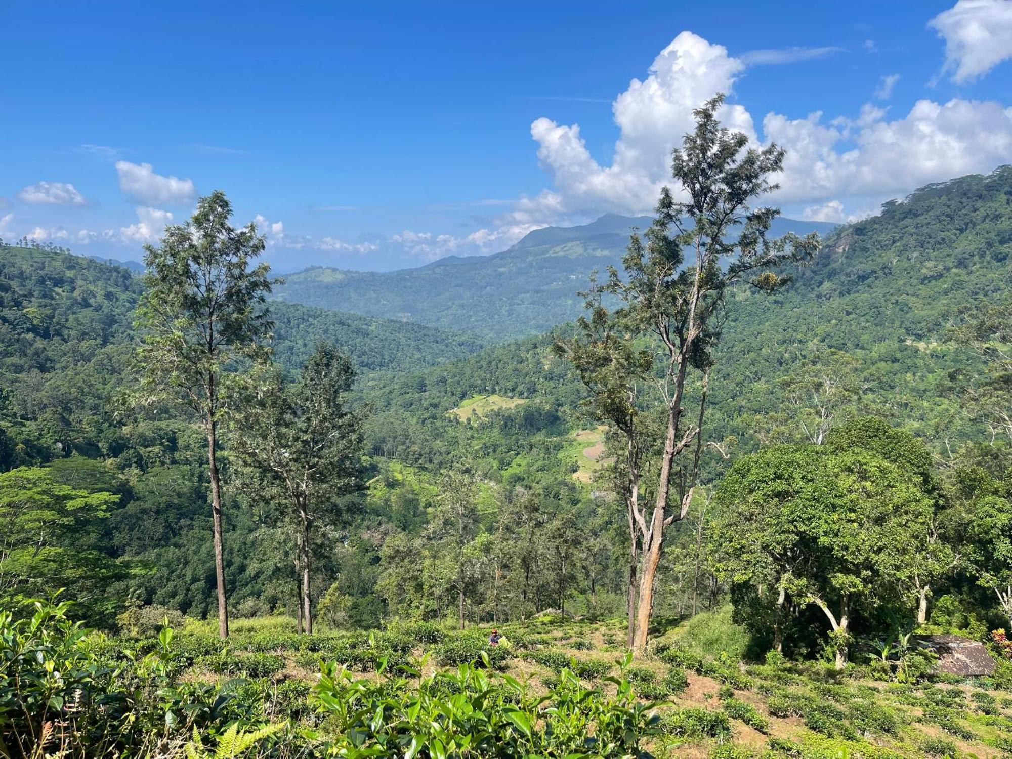 Eagles Lodge - Kandy Digana Εξωτερικό φωτογραφία